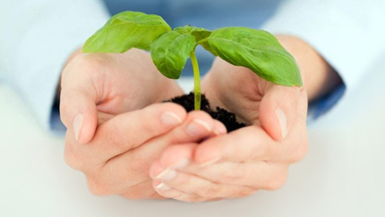 Hands holding a growing plant