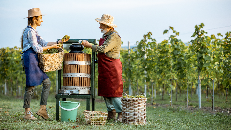 Senior man with young woman pressing grapes for wine production