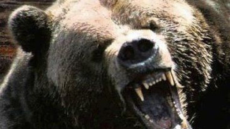 A picture of an angry bear.