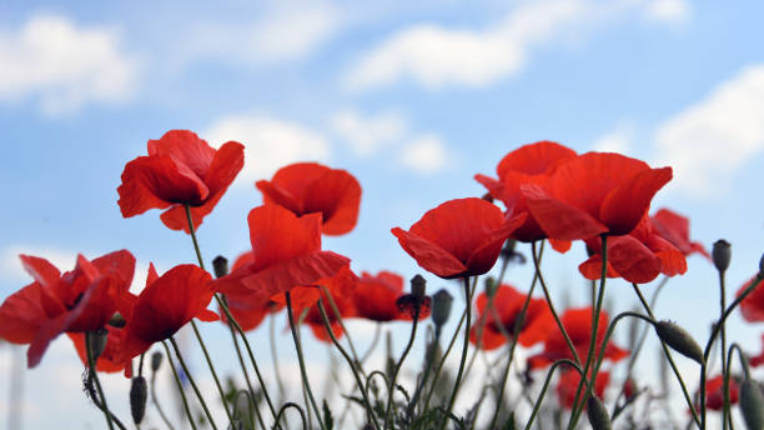 red poppy flowers with blue sky behind