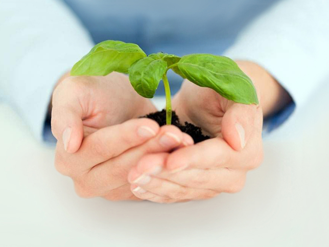 Hands holding a growing plant