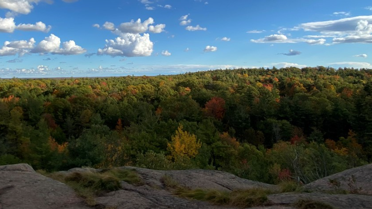 Fall leaves