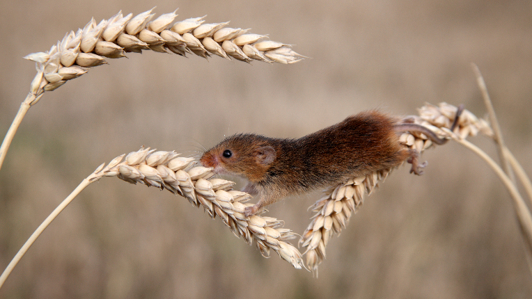 Field mouse crawling over wheat plants.