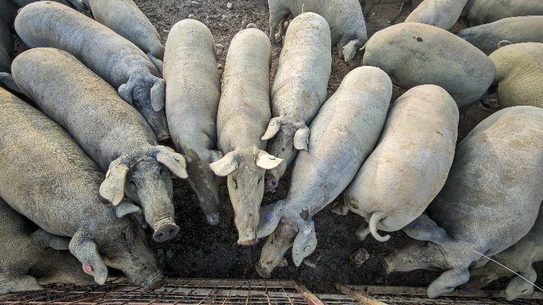 Group of pigs crowing near a gate.