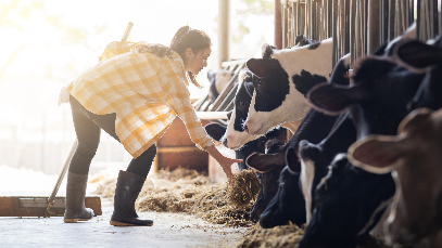 female farmer feeding cows