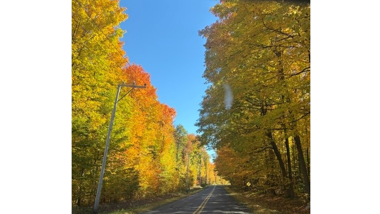Fall Leaves