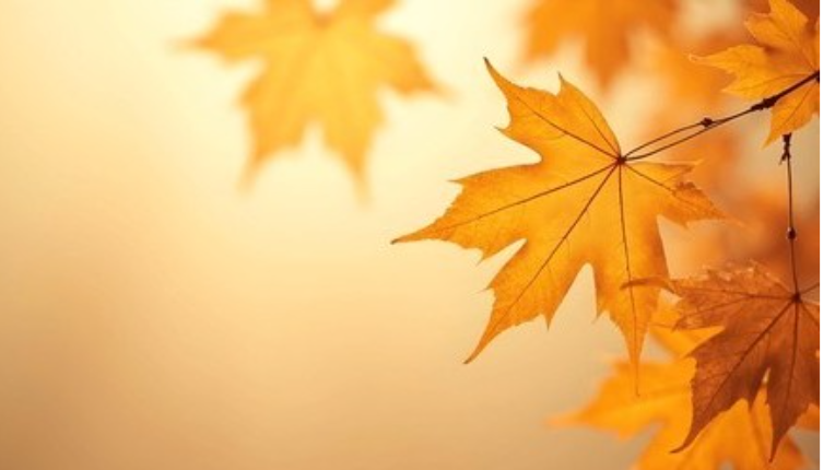 yellow and orange colored leaves on a tree