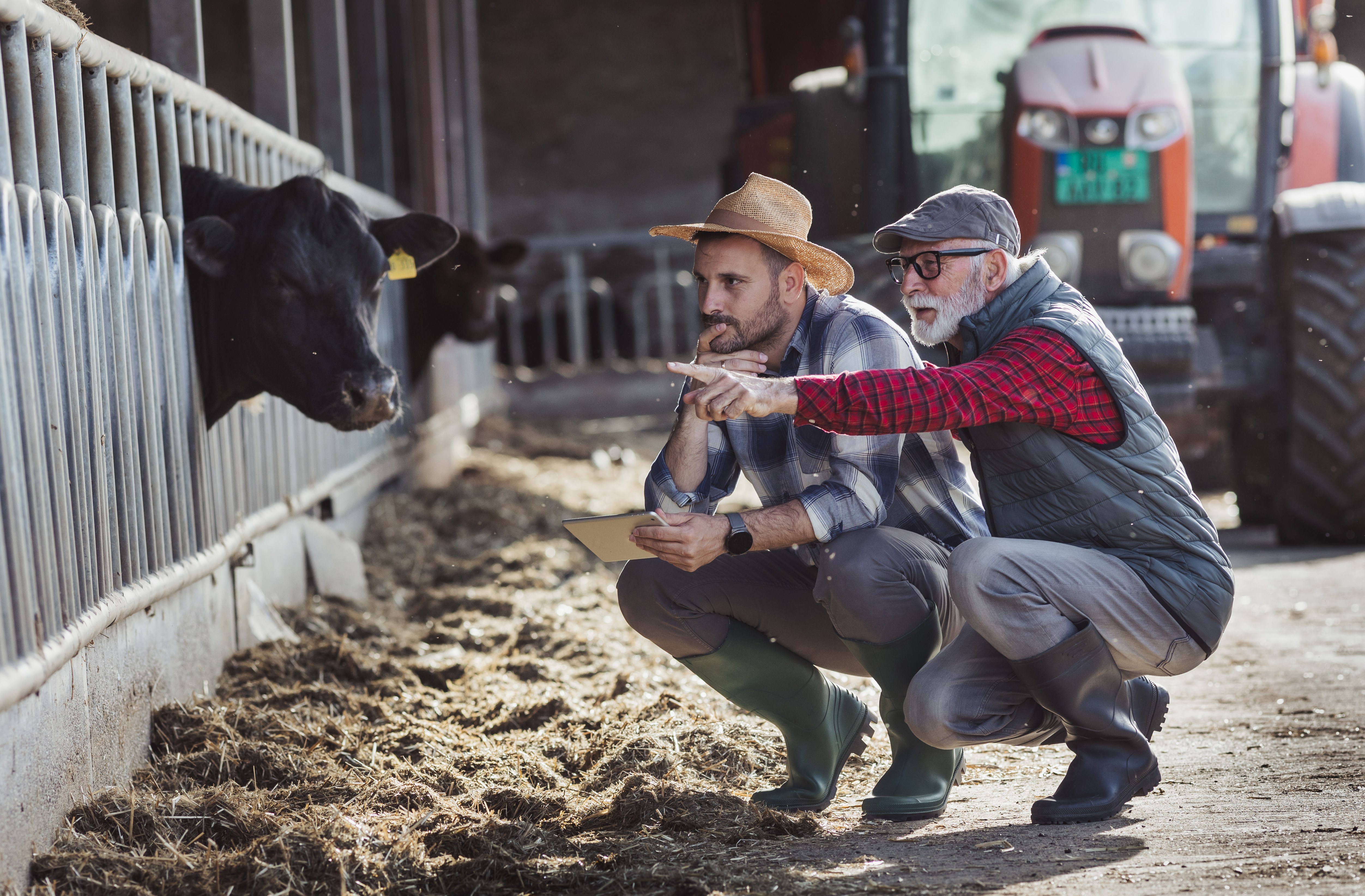 two men crouching and pointing at a cow