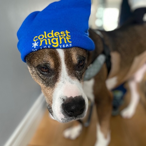 Dog with hat "coldest night"