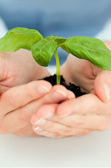 Hands holding a growing plant